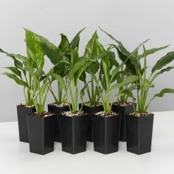 Plants In A Box Easy Care Plants Spathiphyllum Jet Diamond