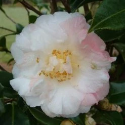 Hedge Shrubs Camellia Star Above Star (white Flower)
