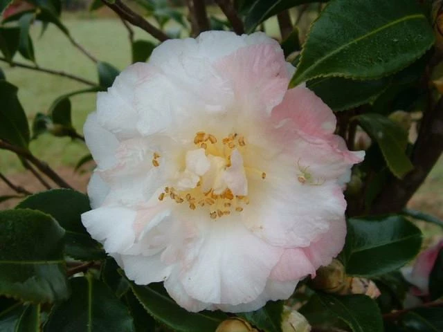 Hedge Shrubs Camellia Star Above Star (white Flower) 4 Hedge Shrubs Camellia Star Above Star (white Flower)