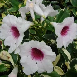 Shrubs Pandorea Jasminoides Variegata Ground Covers