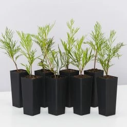 Hedge Shrubs Stenocarpus Angustifolius Doreen