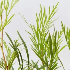 Hedge Shrubs Stenocarpus Angustifolius Doreen