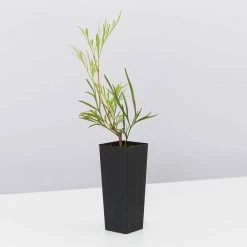 Hedge Shrubs Stenocarpus Angustifolius Doreen