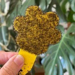 Super Ninja Fungal Gnat Sticky Traps 🦟 Pest Control