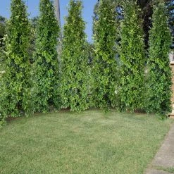 Ozbreed Straight And Narrow™ Syzygium Australe Plant Pack Hedging Plants