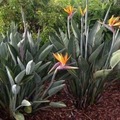 Shrubs Strelitzia Reginae