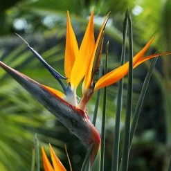 Shrubs Strelitzia Juncea