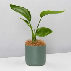 Elho Strelitzia Nicolai Giant 'White Bird Of Paradise' + Recycled Pot Shrubs