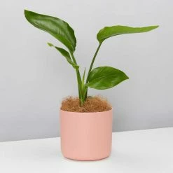 Elho Strelitzia Nicolai Giant 'White Bird Of Paradise' + Recycled Pot Shrubs