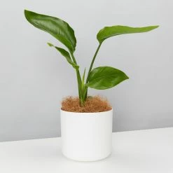 Elho Strelitzia Nicolai Giant 'White Bird Of Paradise' + Recycled Pot Shrubs