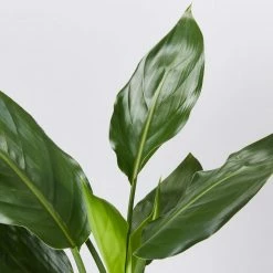 Shrubs Screening Plants The Easy Care Plant Pack - Trio