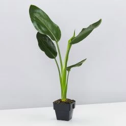 Elho Strelitzia Nicolai Giant 'White Bird Of Paradise' + Recycled Pot Shrubs