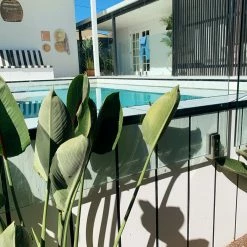 Shrubs Strelitzia Reginae "Bird Of Paradise"