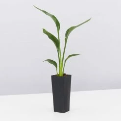 Shrubs Strelitzia Juncea