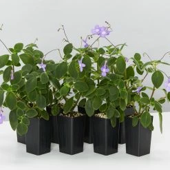 Shrubs Streptocarpus Caulescens