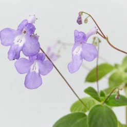Shrubs Streptocarpus Caulescens