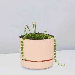 Pot + Plant Gift Box String Of Pearls - Pot + Plant Cacti & Succulents