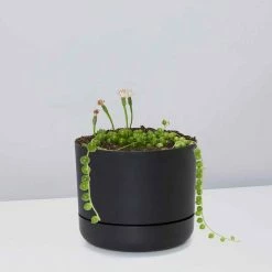 Pot + Plant Gift Box String Of Pearls - Pot + Plant Cacti & Succulents