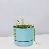Pot + Plant Gift Box String Of Pearls - Pot + Plant Cacti & Succulents