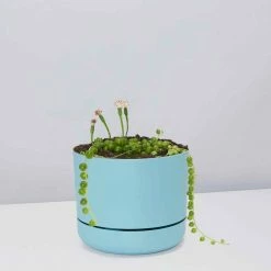 Pot + Plant Gift Box String Of Pearls - Pot + Plant Cacti & Succulents