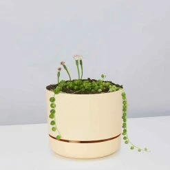Pot + Plant Gift Box String Of Pearls - Pot + Plant Cacti & Succulents