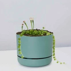 Pot + Plant Gift Box String Of Pearls - Pot + Plant Cacti & Succulents