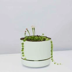 Pot + Plant Gift Box String Of Pearls - Pot + Plant Cacti & Succulents