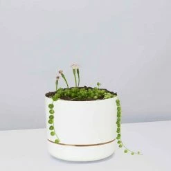 Pot + Plant Gift Box String Of Pearls - Pot + Plant Cacti & Succulents
