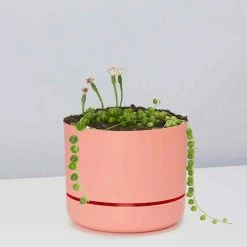 Pot + Plant Gift Box String Of Pearls - Pot + Plant Cacti & Succulents