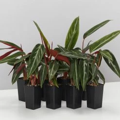 Indoor Garden Stromanthe Sanguinea Easy Care Plants