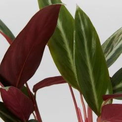 Indoor Garden Stromanthe Sanguinea Easy Care Plants