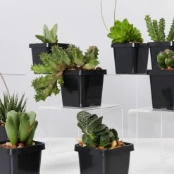 Succulents Mystery Succulent Box