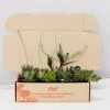 Succulents Mystery Succulent Box