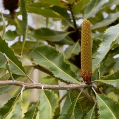 Shrubs Banksia Robur