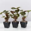 Indoor Garden Syngonium Podophyllum Bronze 85mm 2 Indoor Garden Syngonium Podophyllum Bronze 85mm