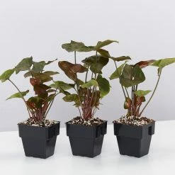 Indoor Garden Syngonium Podophyllum Bronze 85mm