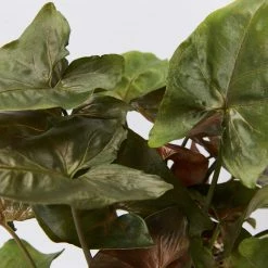 Indoor Garden Syngonium Podophyllum Bronze 85mm