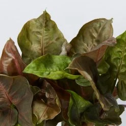 Indoor Garden Syngonium Podophyllum Bronze With Pot Option Easy Care Plants