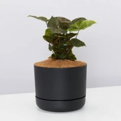 Indoor Garden Syngonium Podophyllum Bronze With Pot Option Easy Care Plants