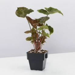 Indoor Garden Syngonium Podophyllum Bronze 85mm