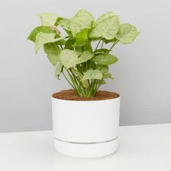Pot + Plant Gift Box Syngonium Confetti 🎉 - Pot + Plant + Soil Syngoniums