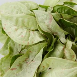 Pot + Plant Gift Box Syngonium Confetti 🎉 - Pot + Plant + Soil Syngoniums