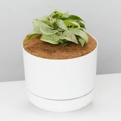 Pot + Plant Gift Box Syngonium Confetti 🎉 - Pot + Plant + Soil Syngoniums