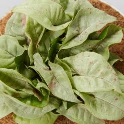 Pot + Plant Gift Box Syngonium Confetti 🎉 - Pot + Plant + Soil Syngoniums