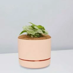 Pot + Plant Gift Box Syngonium Confetti 🎉 - Pot + Plant + Soil Syngoniums