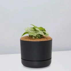 Pot + Plant Gift Box Syngonium Confetti 🎉 - Pot + Plant + Soil Syngoniums