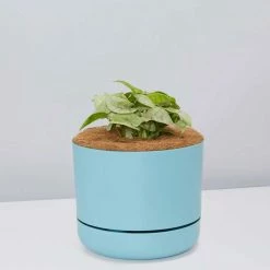 Pot + Plant Gift Box Syngonium Confetti 🎉 - Pot + Plant + Soil Syngoniums