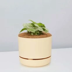 Pot + Plant Gift Box Syngonium Confetti 🎉 - Pot + Plant + Soil Syngoniums