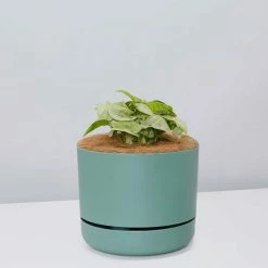 Pot + Plant Gift Box Syngonium Confetti 🎉 - Pot + Plant + Soil Syngoniums
