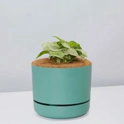 Pot + Plant Gift Box Syngonium Confetti 🎉 - Pot + Plant + Soil Syngoniums